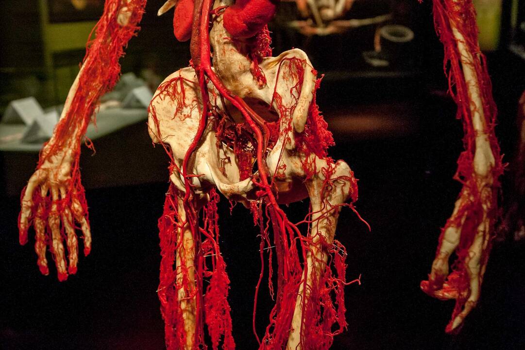 "Body worlds vital" paroda Kaune