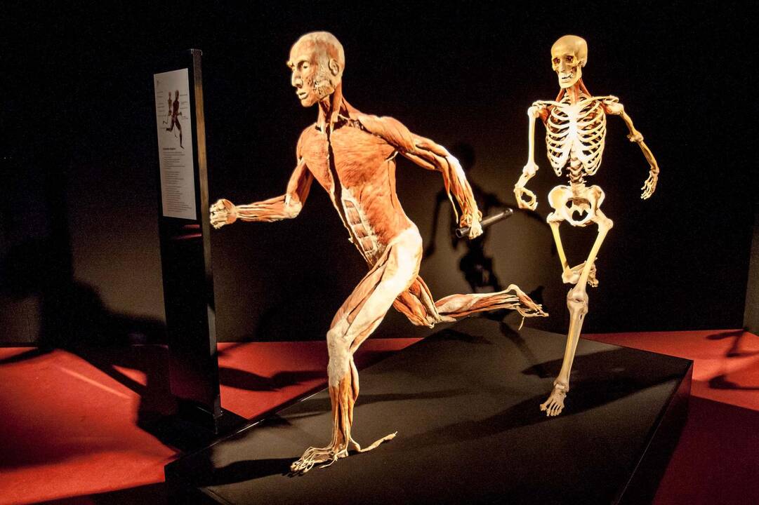 "Body worlds vital" paroda Kaune