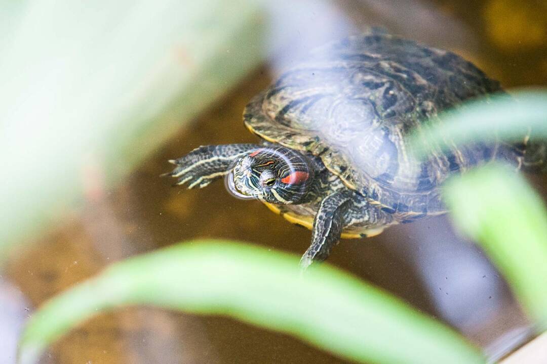 Botanikos sode net žiemą pilna žiedų