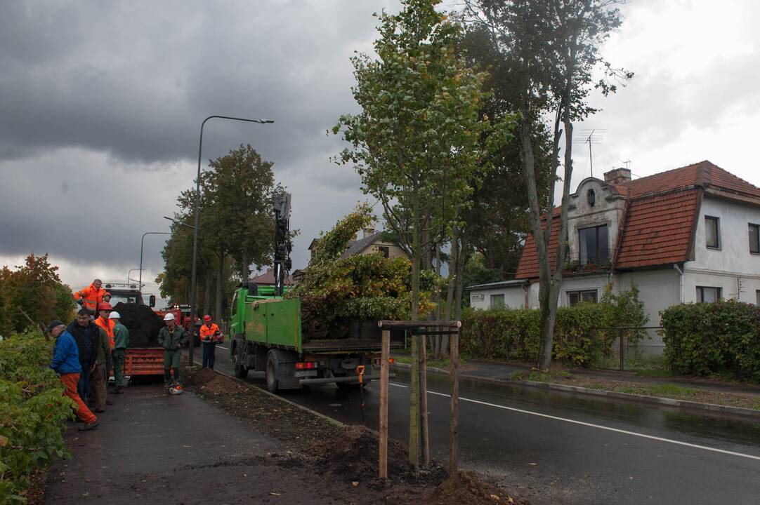 Kauną pasiekė liepų sodinukai