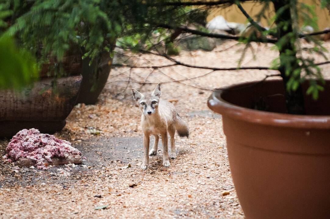 Koncertas zoologijos sode