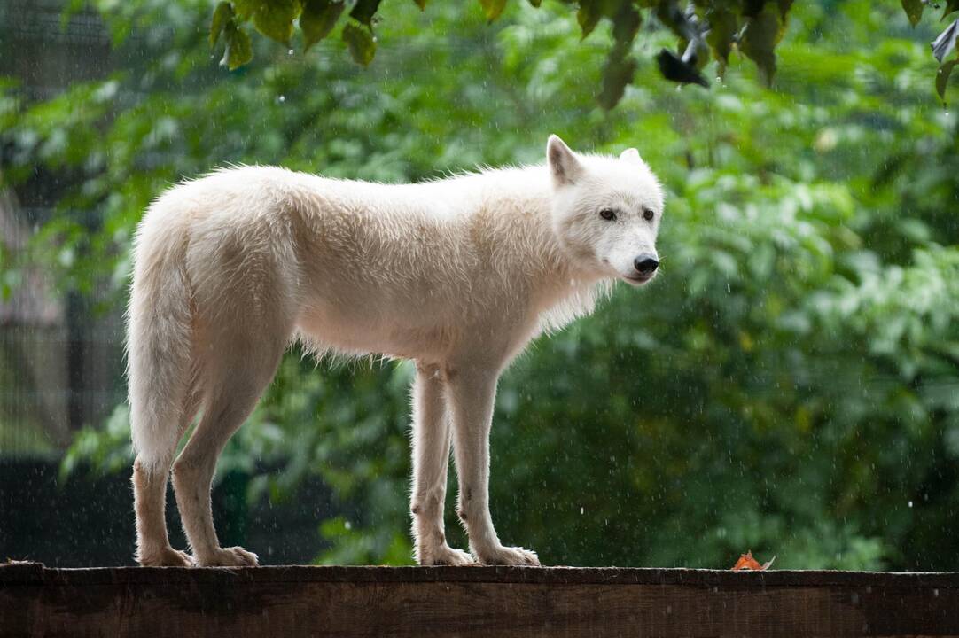 Koncertas zoologijos sode