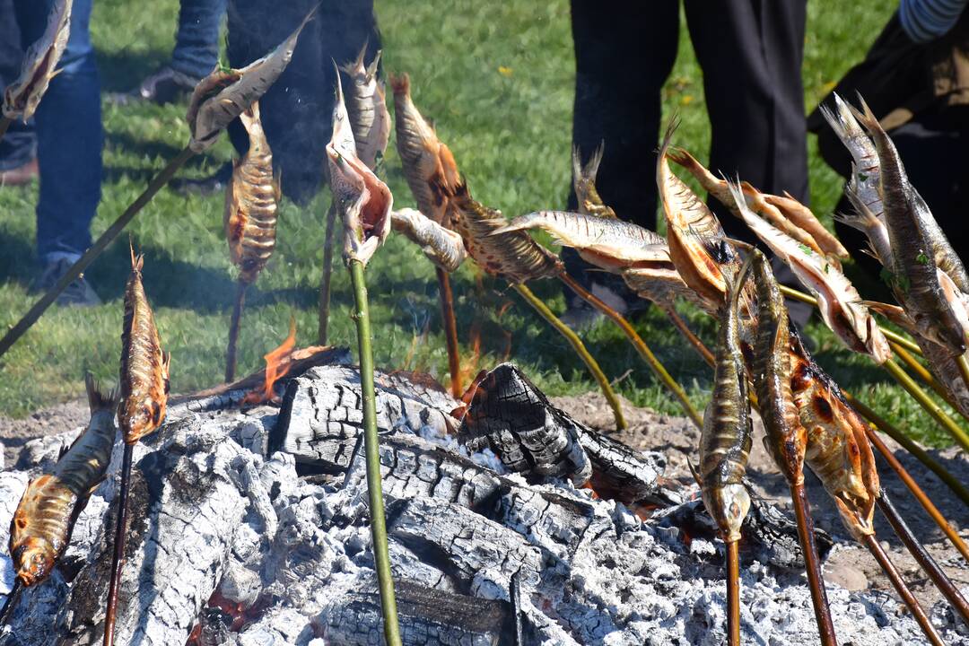 "Žiobrinės" Neringoje