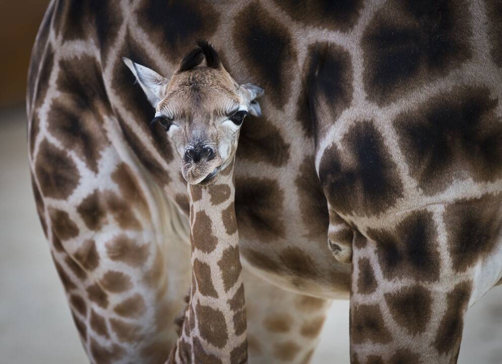 Smagūs vaizdai iš Vokietijos ir Olandijos zoologijos sodų