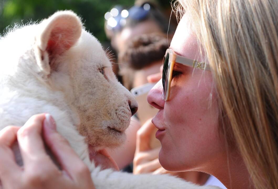 Baltieji liūtukai Budapešto zoologijos sode