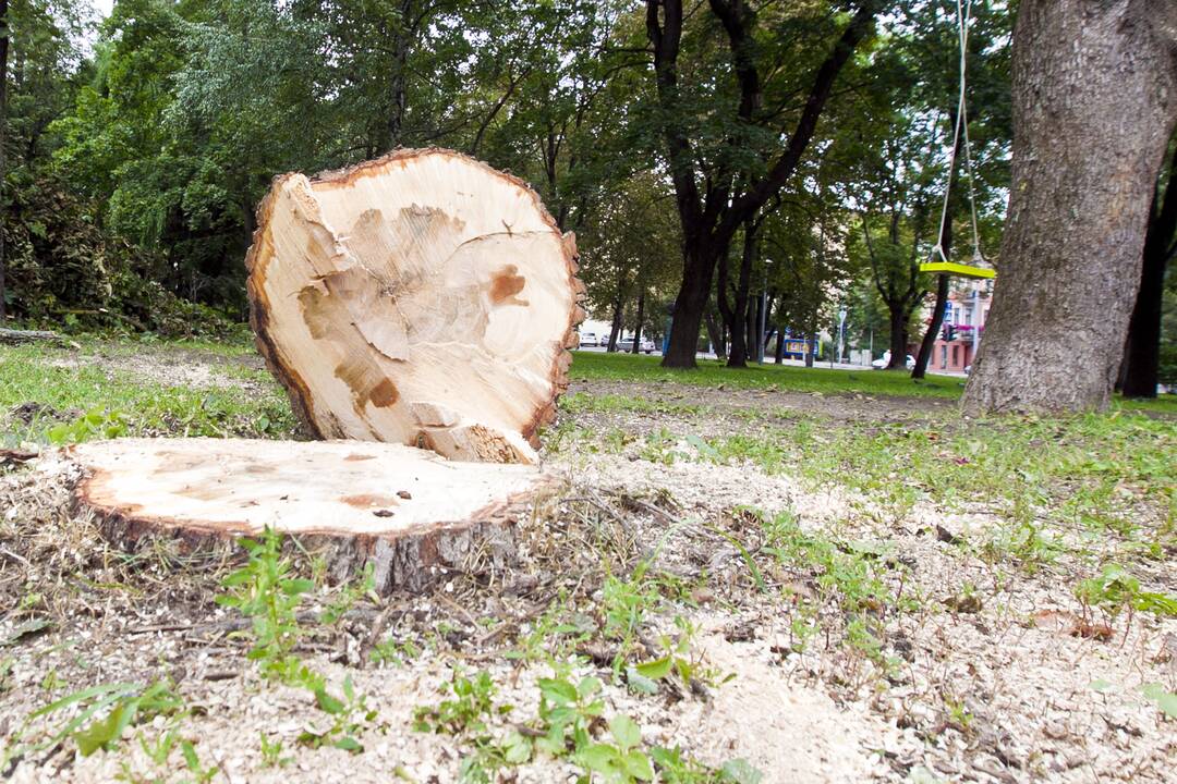 Po škvalo Reformatų parkas tvarkomas tik dabar