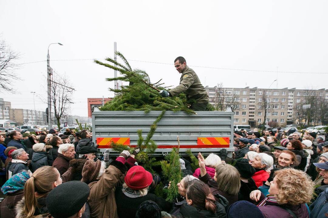 Miškininkai dalina eglių šakas