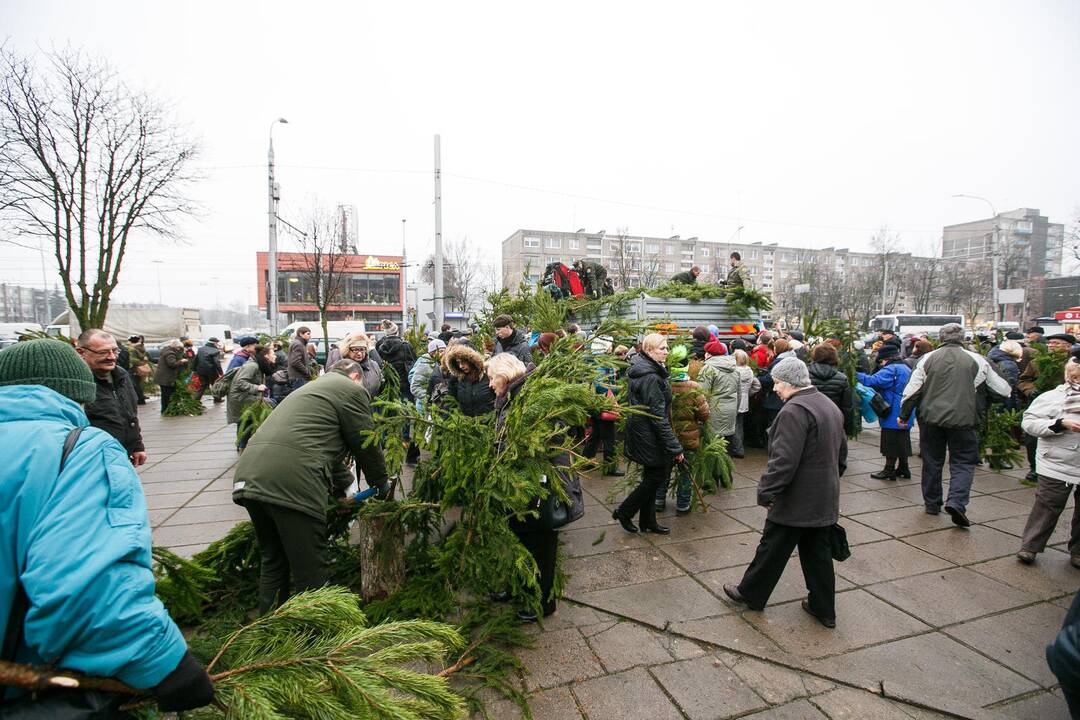 Miškininkai dalina eglių šakas