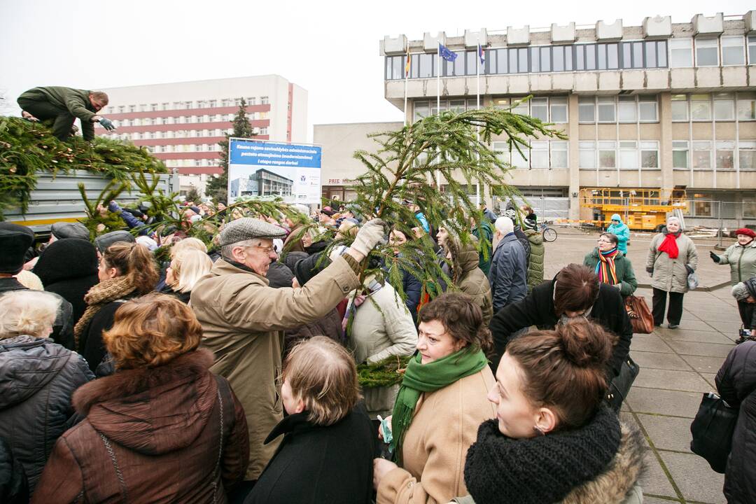 Miškininkai dalina eglių šakas