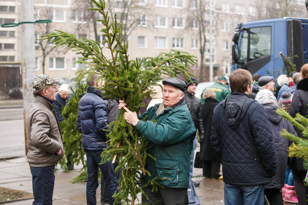 Miškininkai dalina eglių šakas