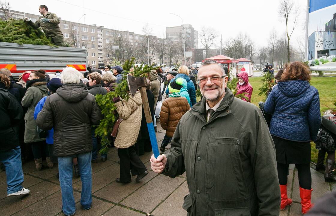 Miškininkai dalina eglių šakas