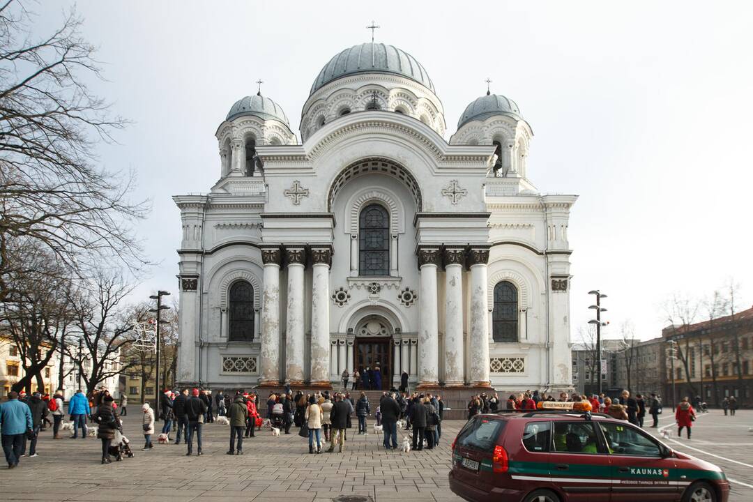 Vakarų Škotijos baltųjų terjerų eisena Kaune