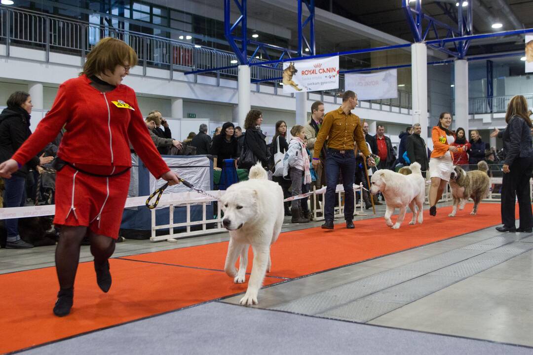 Vilniuje surengtos dvi šunų parodos