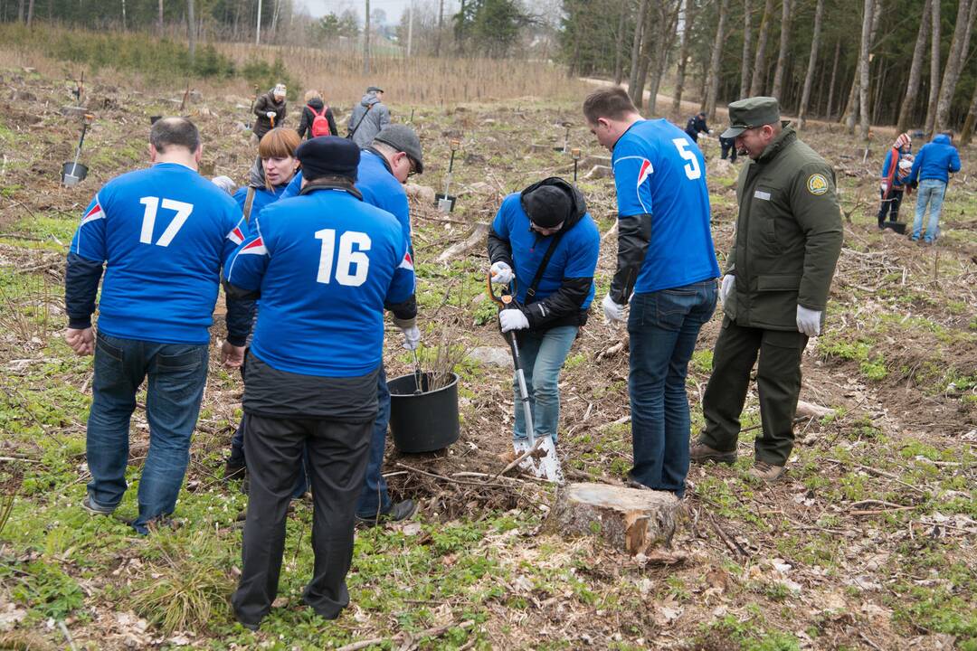 Ąžuolų giraitės „Izraelita” sodinimas