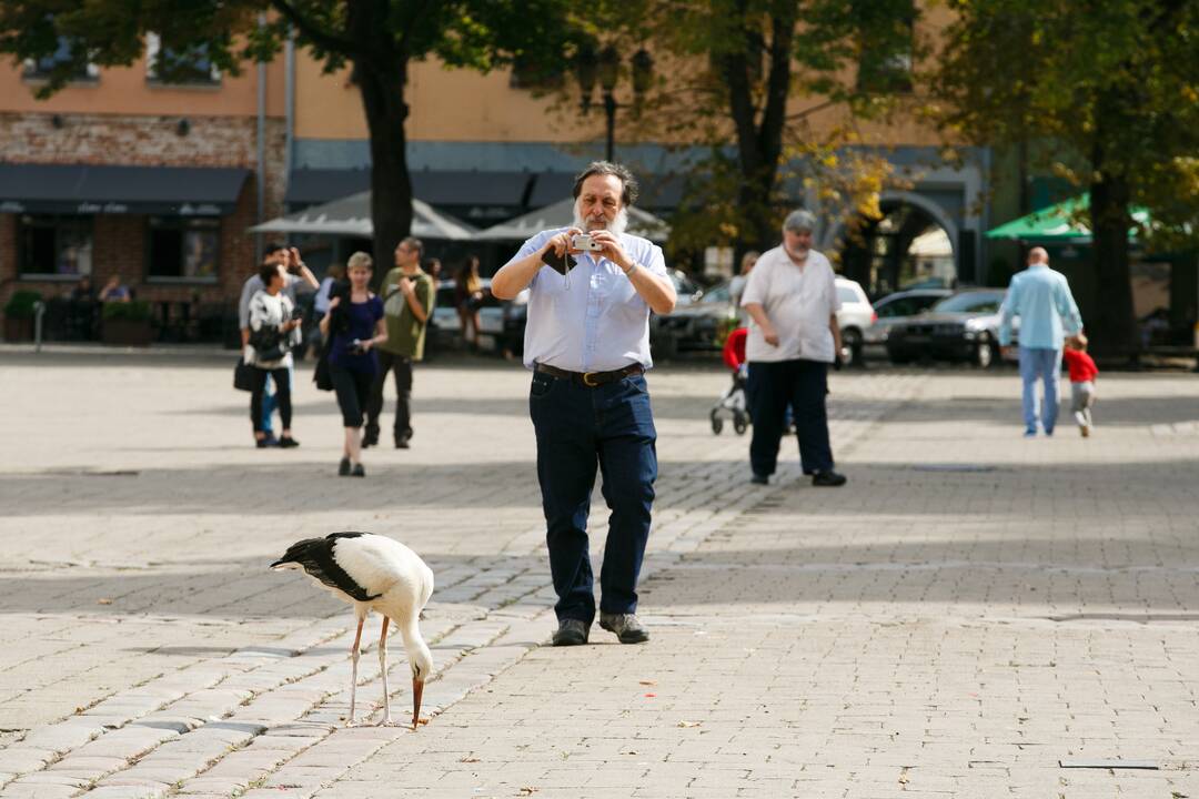 Gandras Rotušės aikštėje