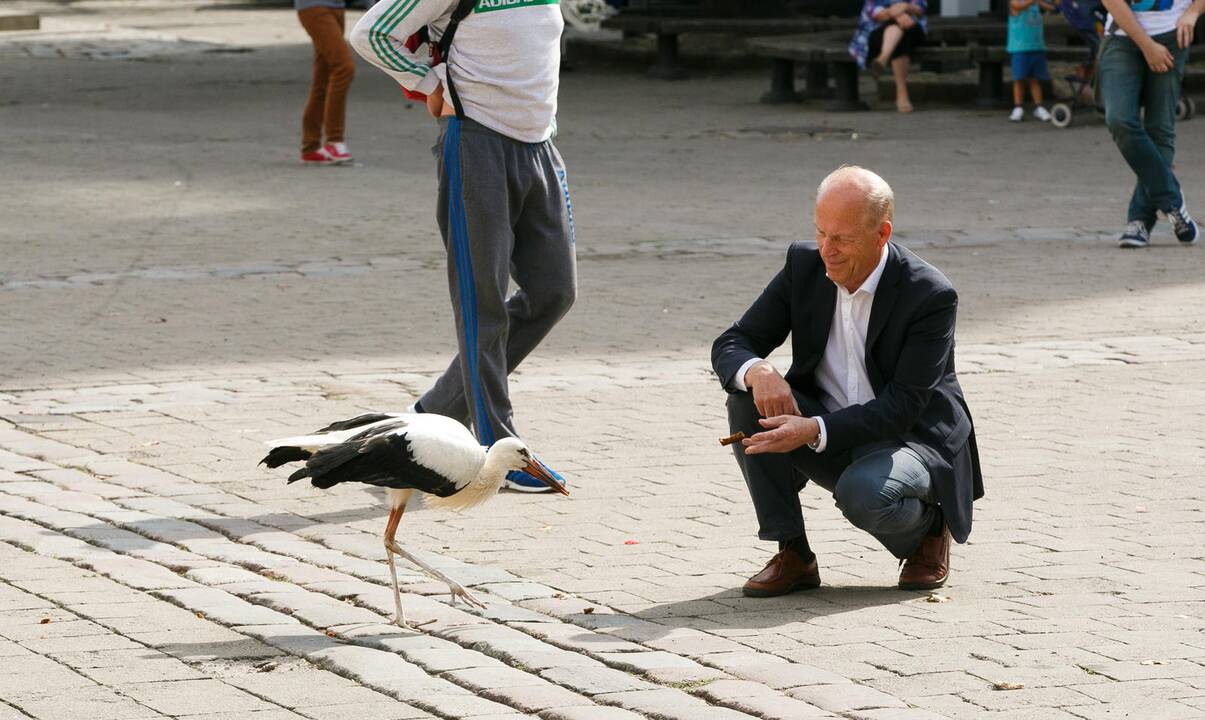 Gandras Rotušės aikštėje