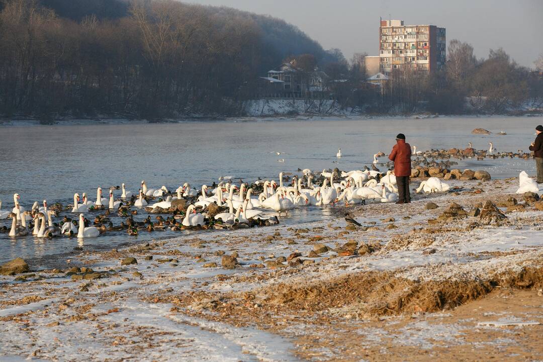 Paukščių maitinimas Nemune