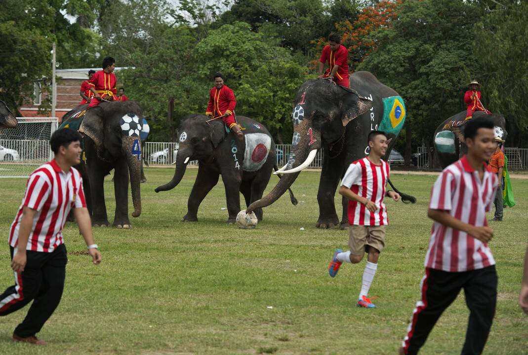 Futbolo fanai laukia artėjančio čempionato