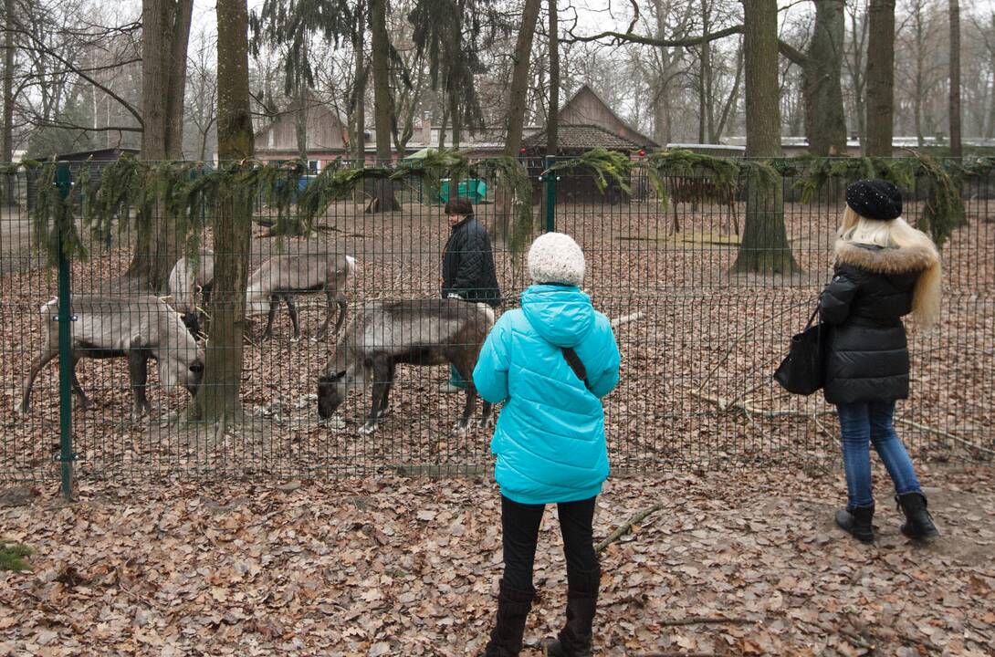 Gyvūnų šėrimas zoologijos sode