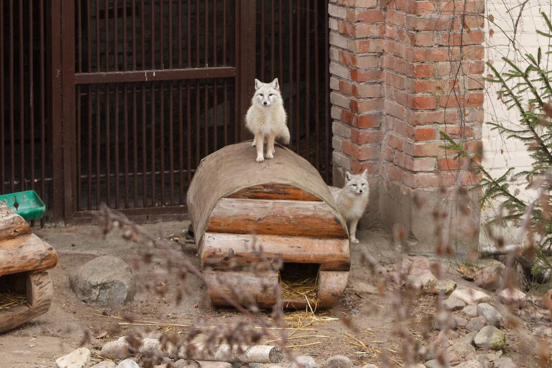 Gyvūnų šėrimas zoologijos sode