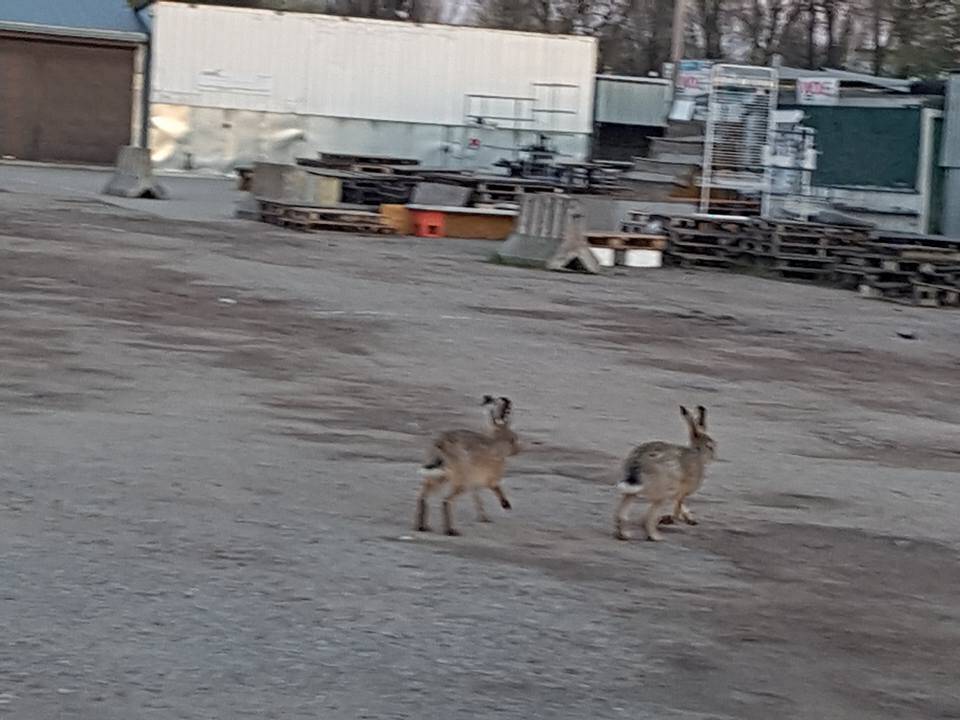 Tilžės turgų aplankė zuikiai