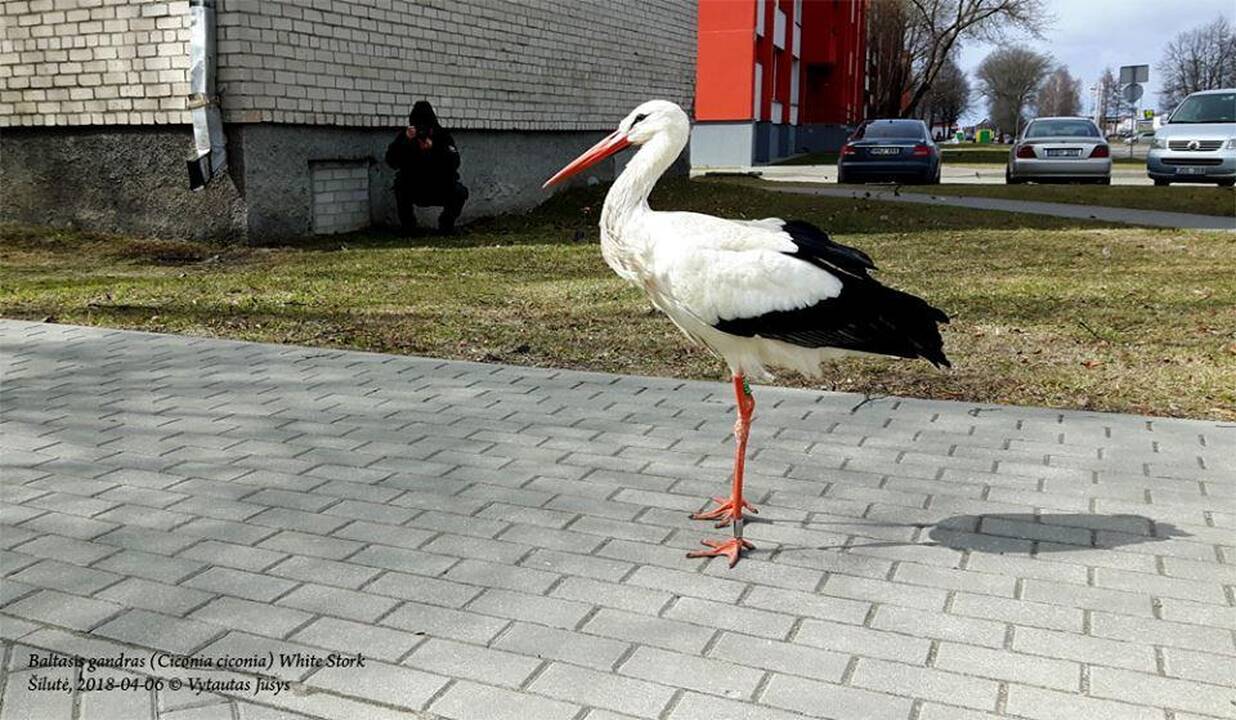 Augintinis: žmonių dėmesio siekiantis gandras Pranis, kuris 2015 m. buvo išgelbėtas Šiaulių rajone, vėl parskrido į Ventę.