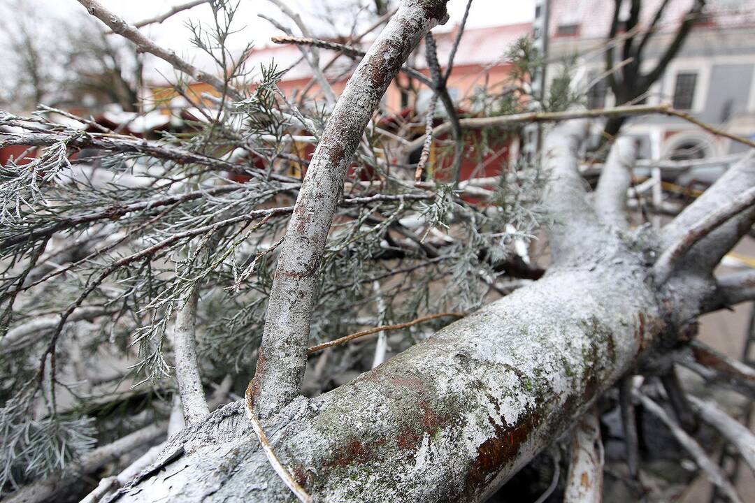 Rengiamasi Kauno Kalėdų eglės įžiebimui