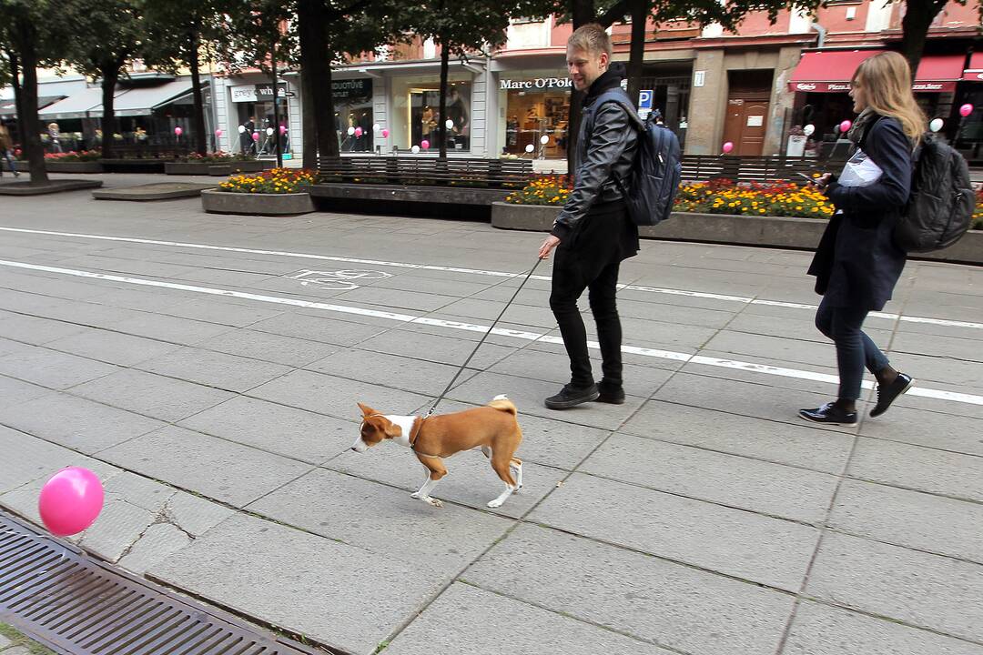 Kauno jaunimo dienų balionai Laisvės alėjoje