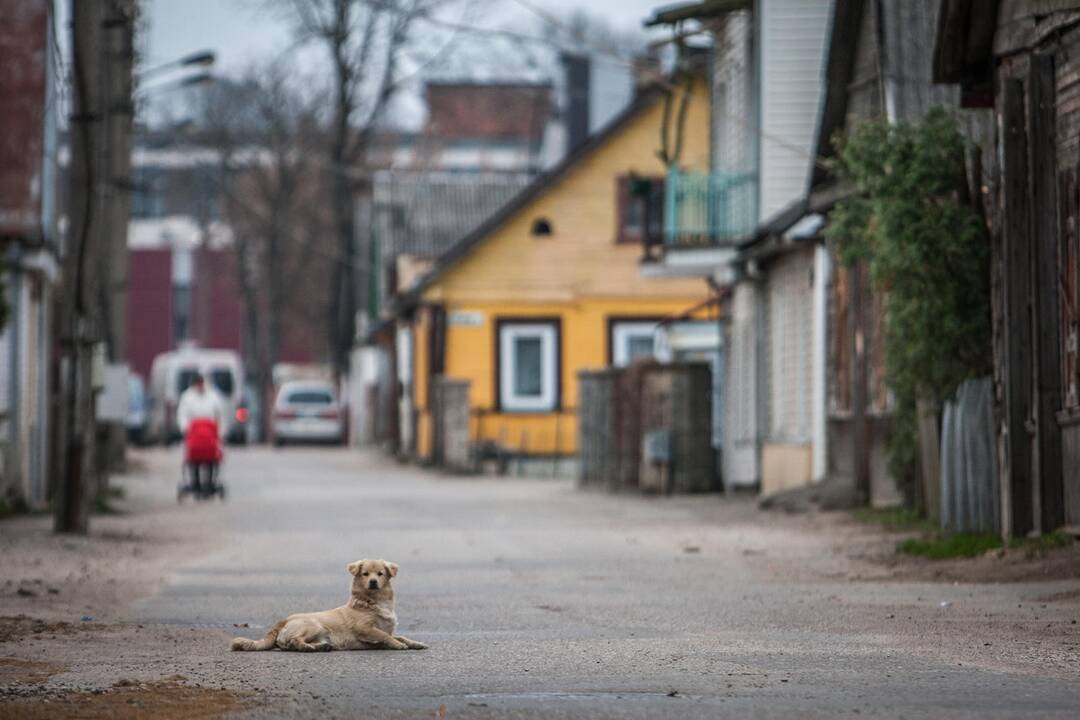 Pasivaikščiojimas Raudondvario plentu