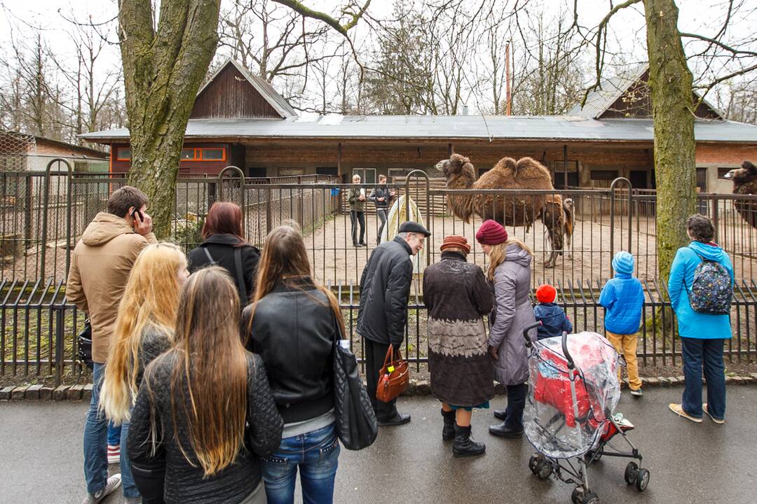 Kauniečiai susipažino su Mūza