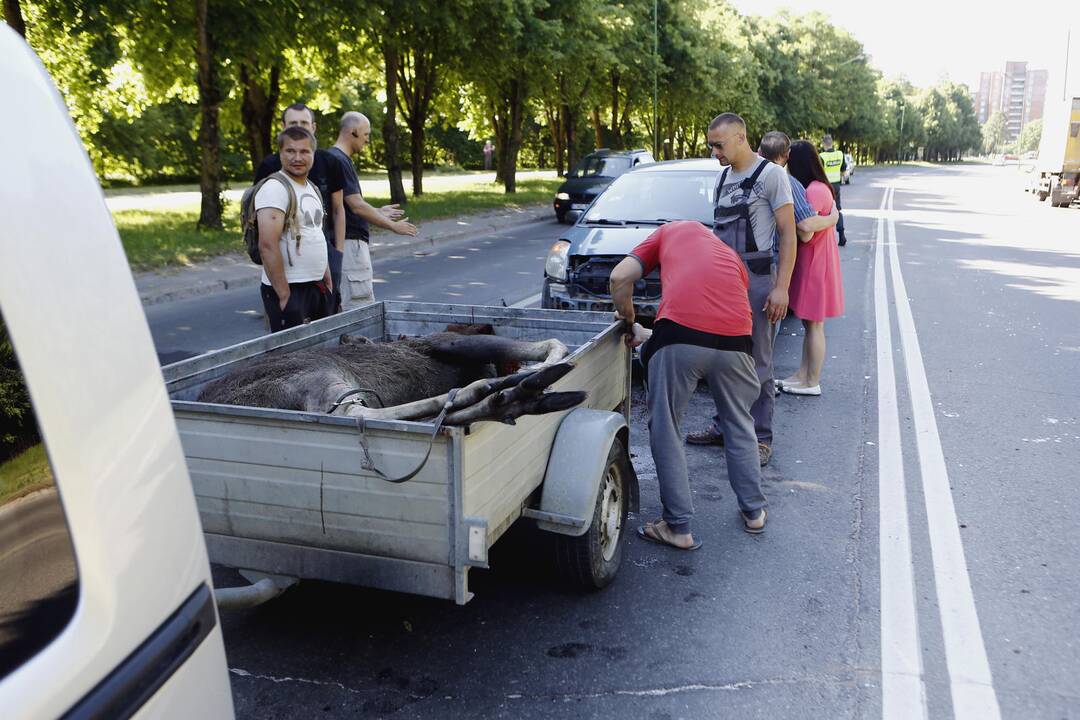 Liepojos gatvėje nutrenktas briedis