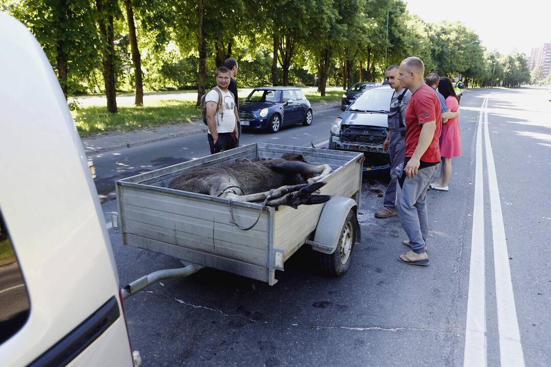 Liepojos gatvėje nutrenktas briedis