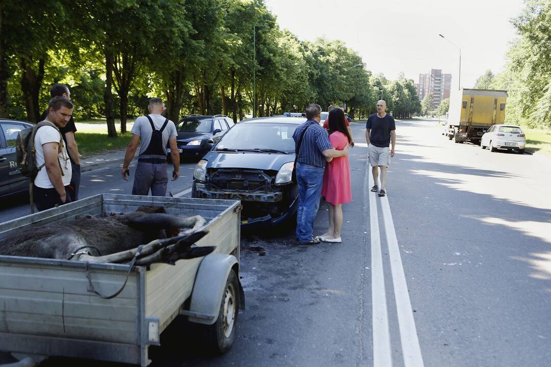 Liepojos gatvėje nutrenktas briedis