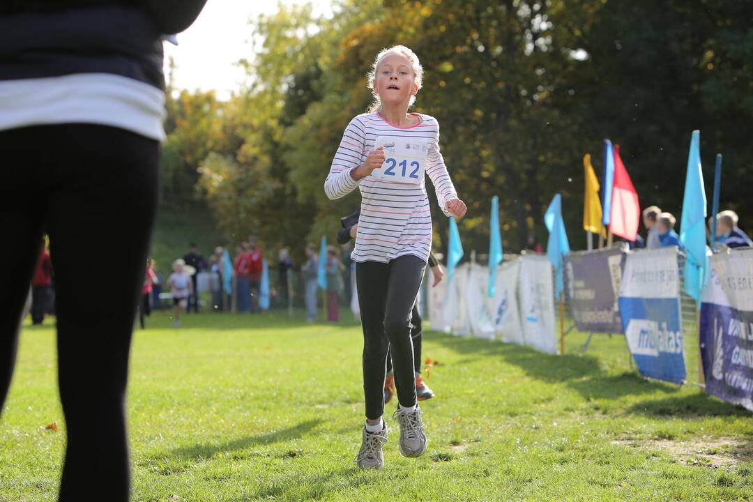 Gintarinė jurmilė