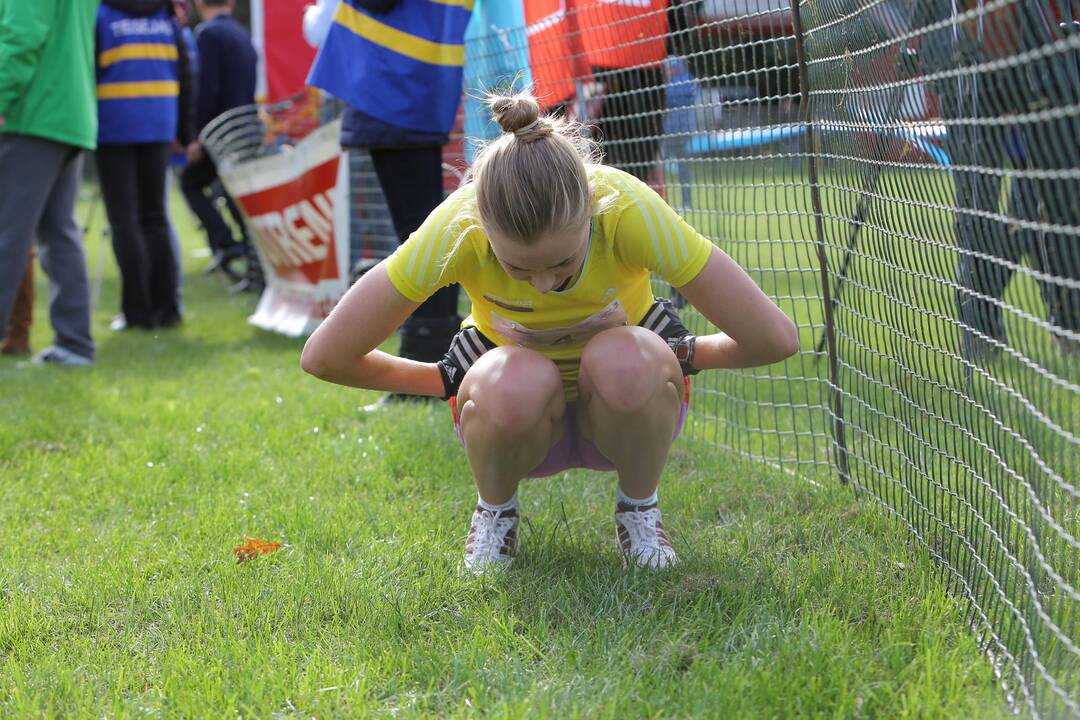 Gintarinė jurmilė