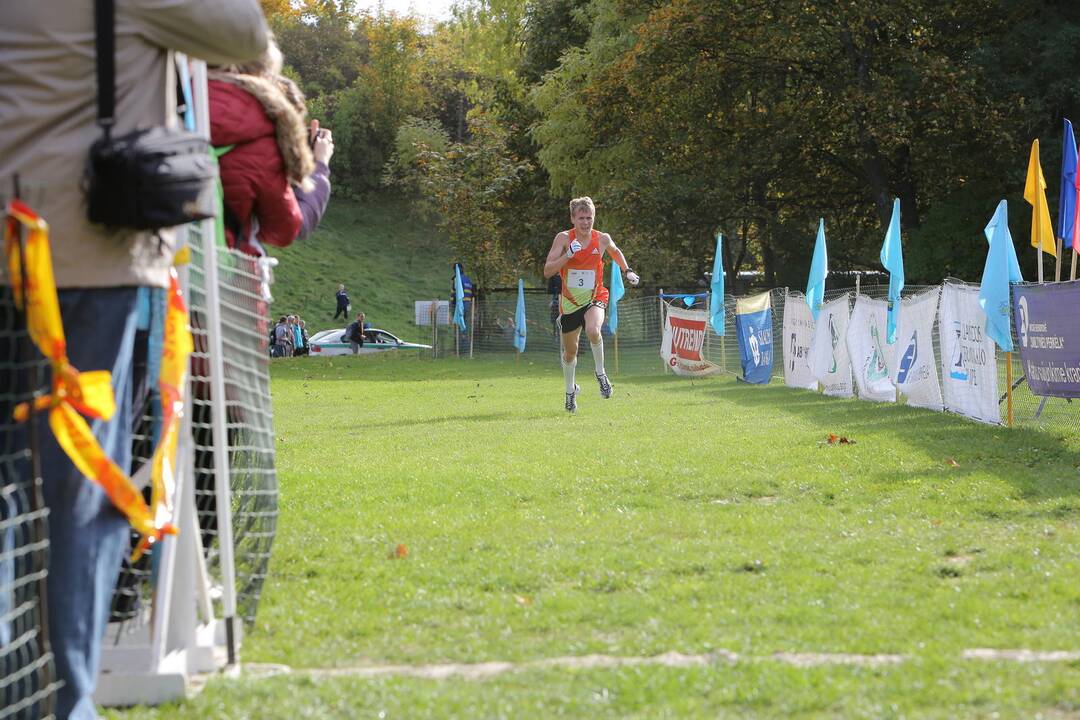 Gintarinė jurmilė