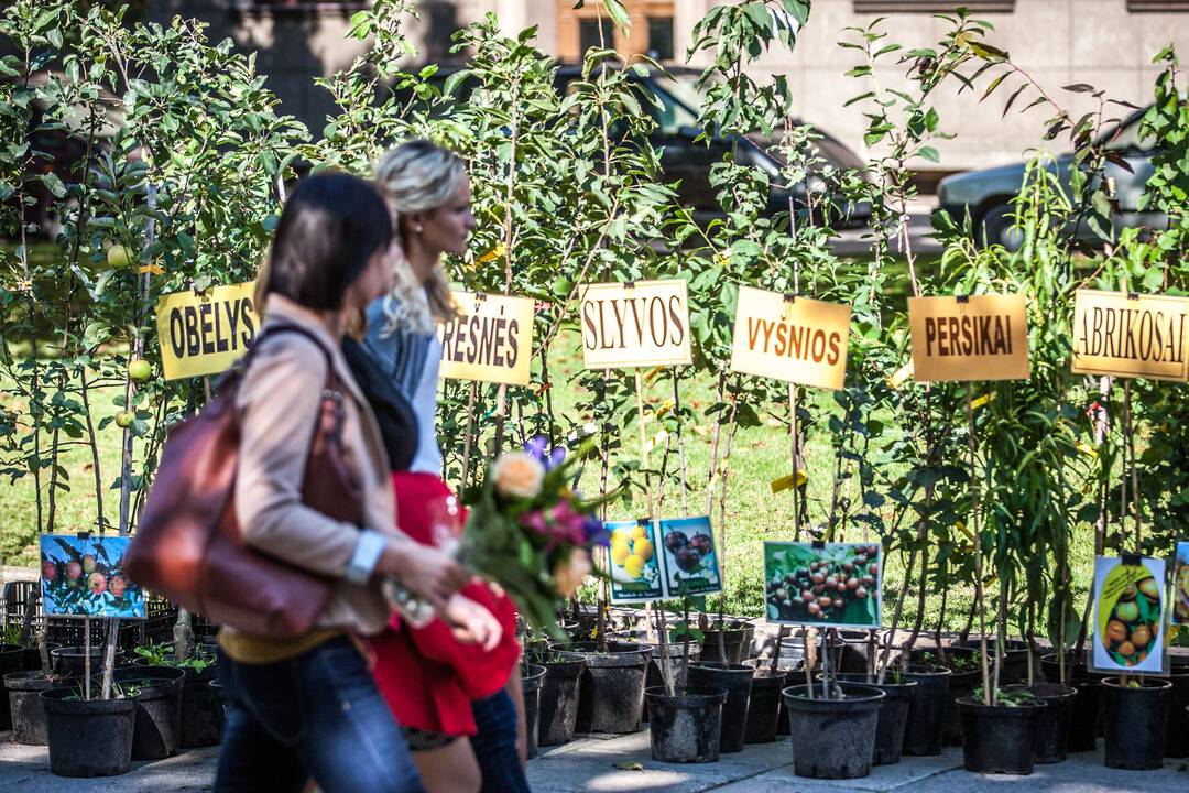 Rudens gėrybių mugė Laisvės alėjoje