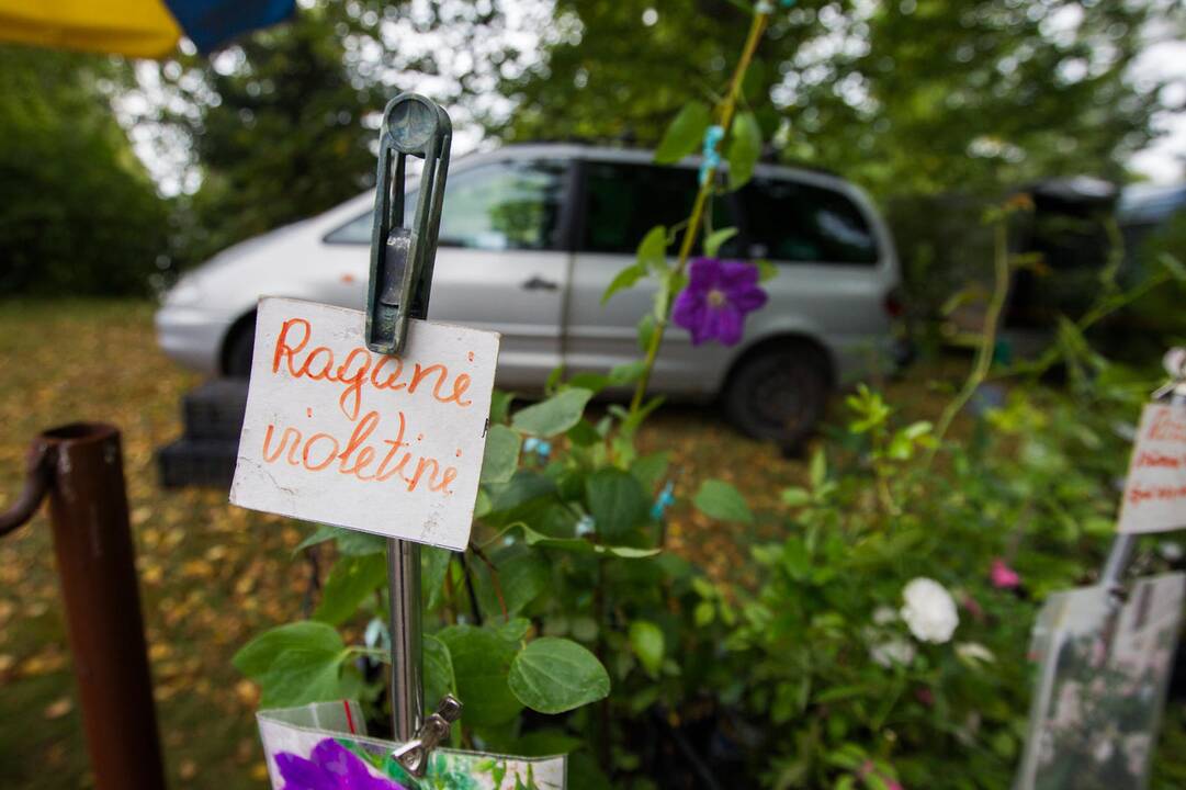 „Pakalnutės uogos“ šventė botanikos sode