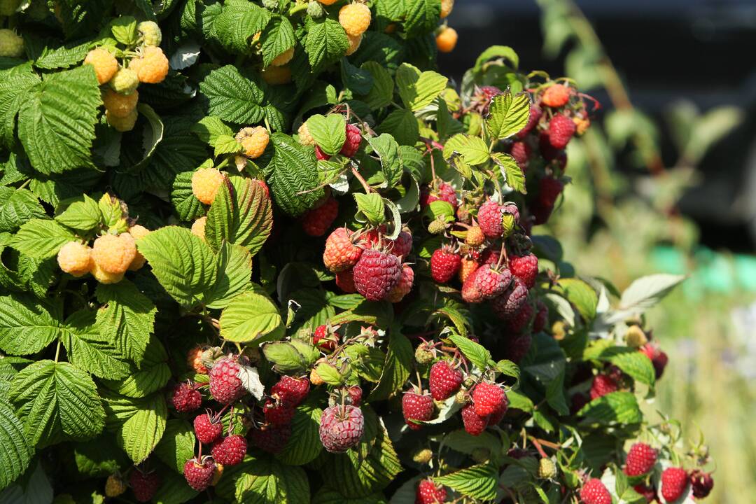 Rudens mugė "Pakalnutės uoga"