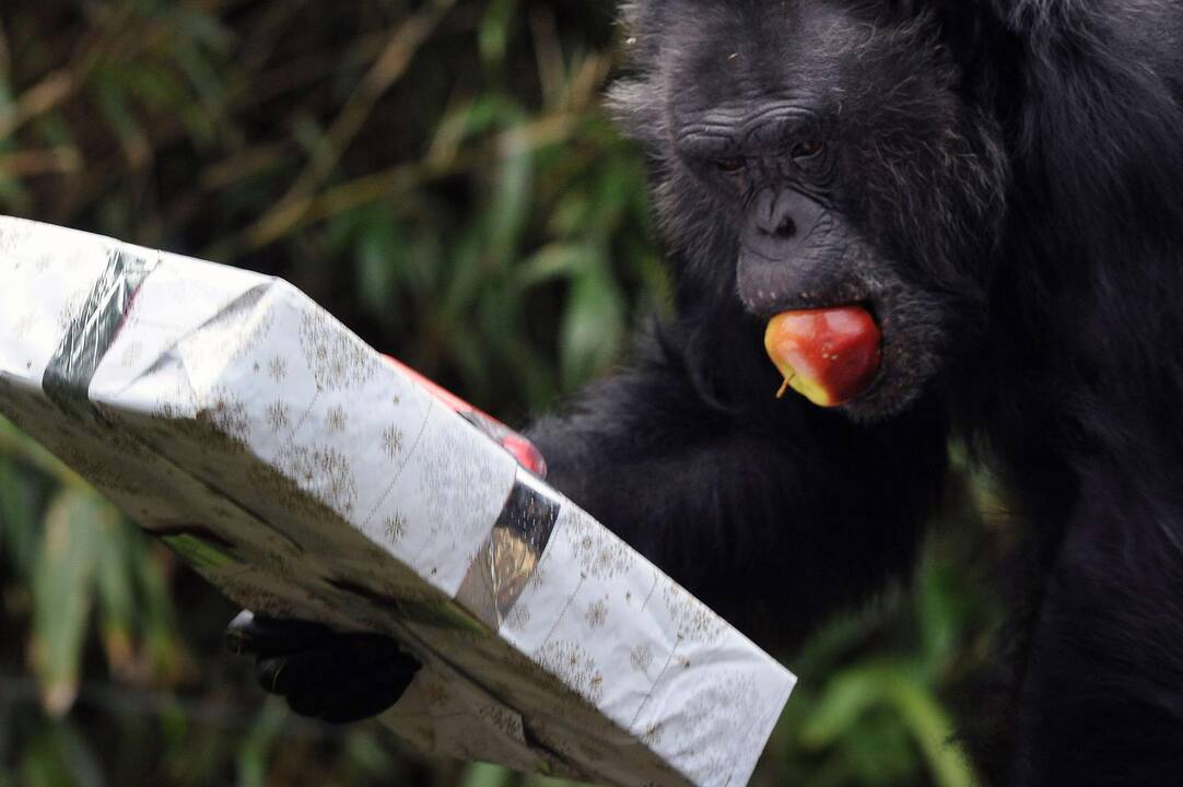 Per didžiąsias metų šventes Prancūzijos zoologijos sodo gyventojai dalinosi dovanas