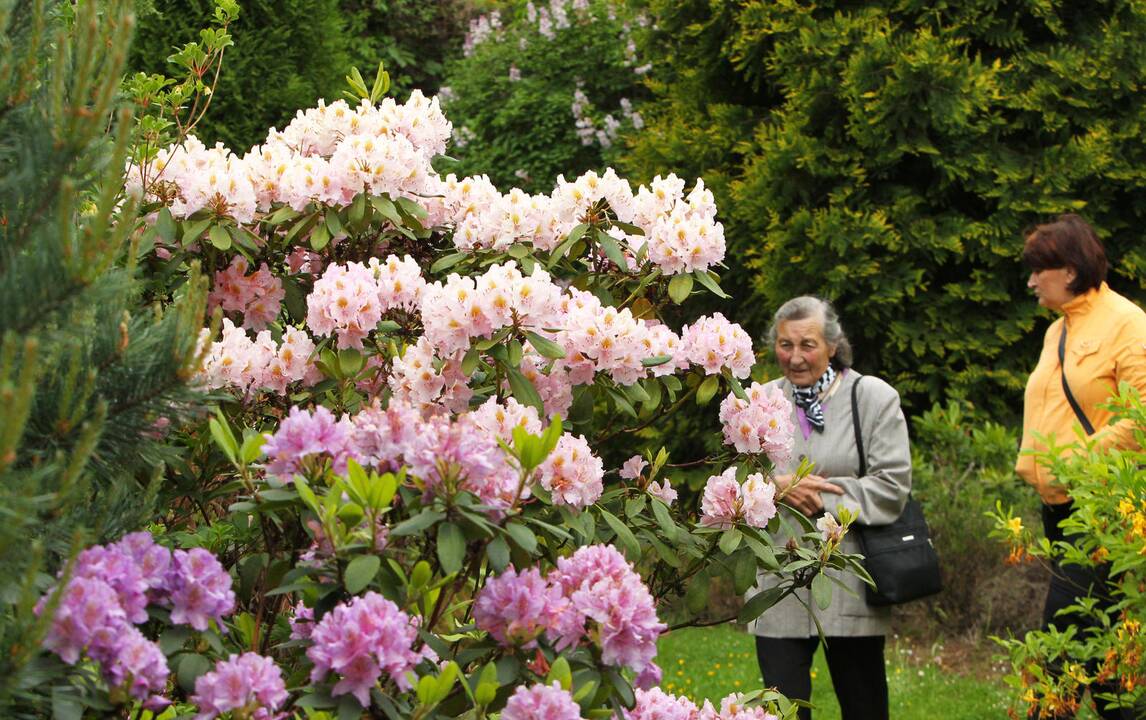 Rododendrai botanikos sode