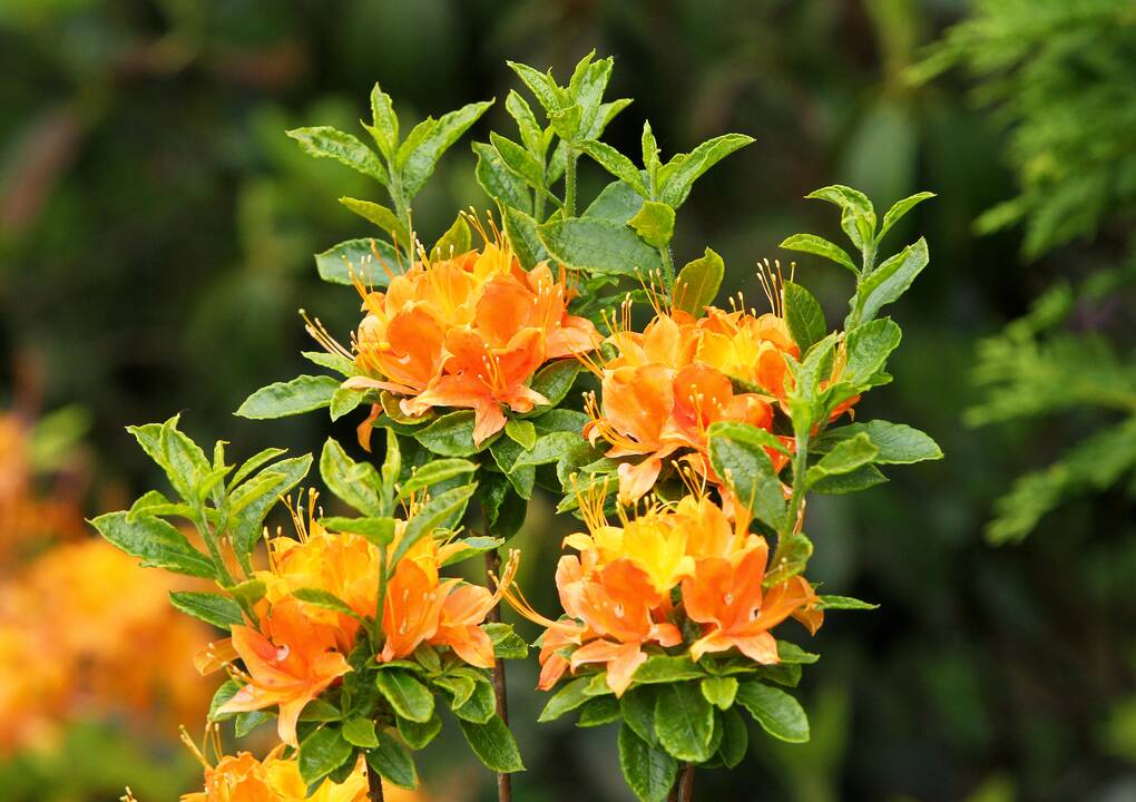 Rododendrai botanikos sode