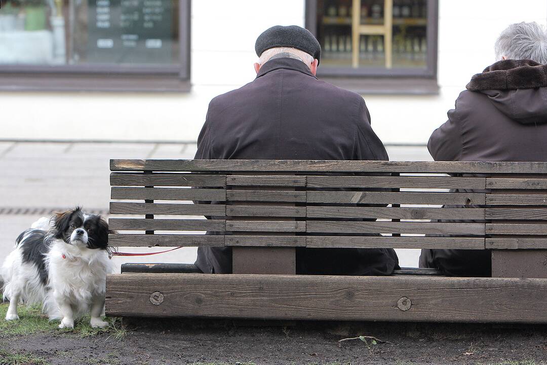 Kauno šunys ir jų šeimininkai 