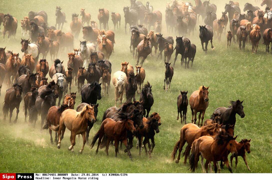 Žirgo metų simbolio fotosesija Mongolijos stepėse