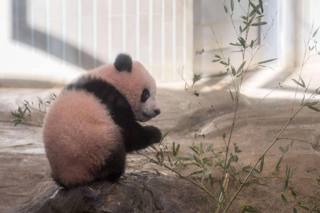 Japonijos zoologijos sode mažylė panda pirmą kartą debiutavo prieš kameras