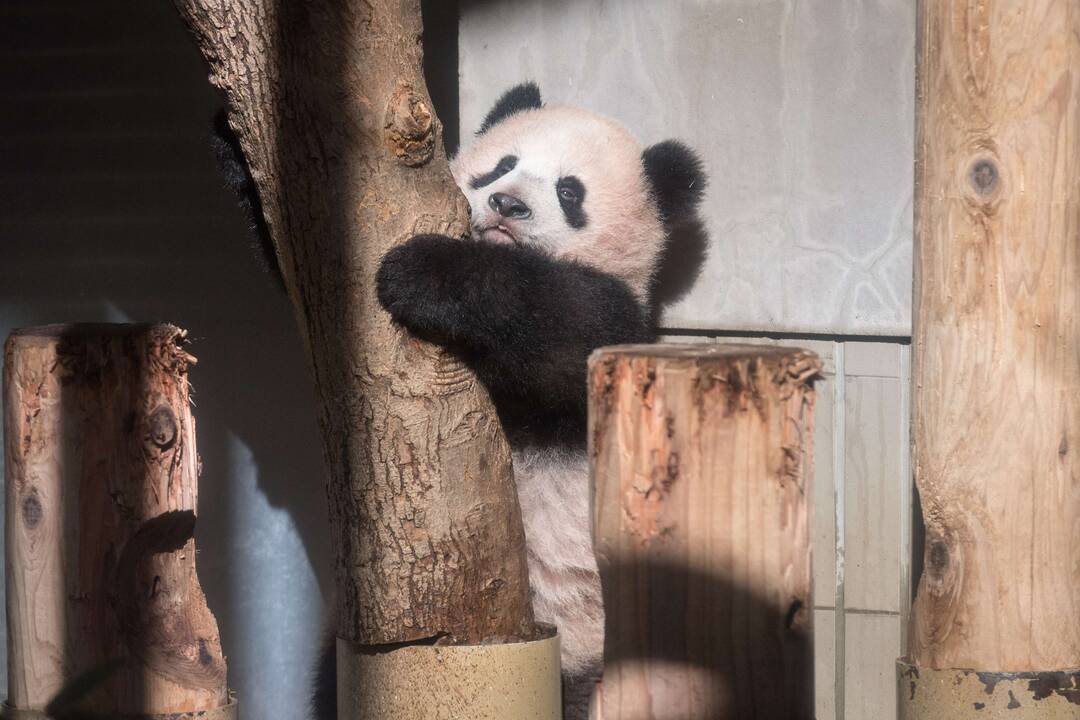 Japonijos zoologijos sode mažylė panda pirmą kartą debiutavo prieš kameras