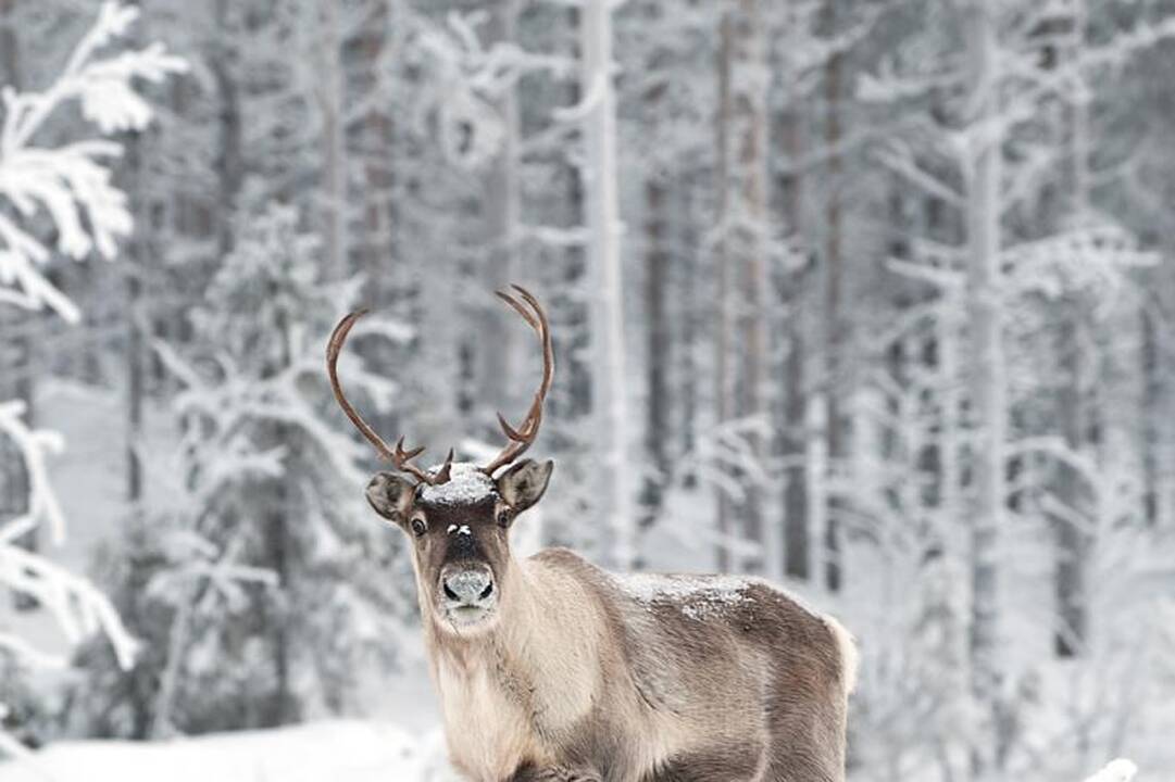 Penki stebinantys faktai apie raguotus elnius