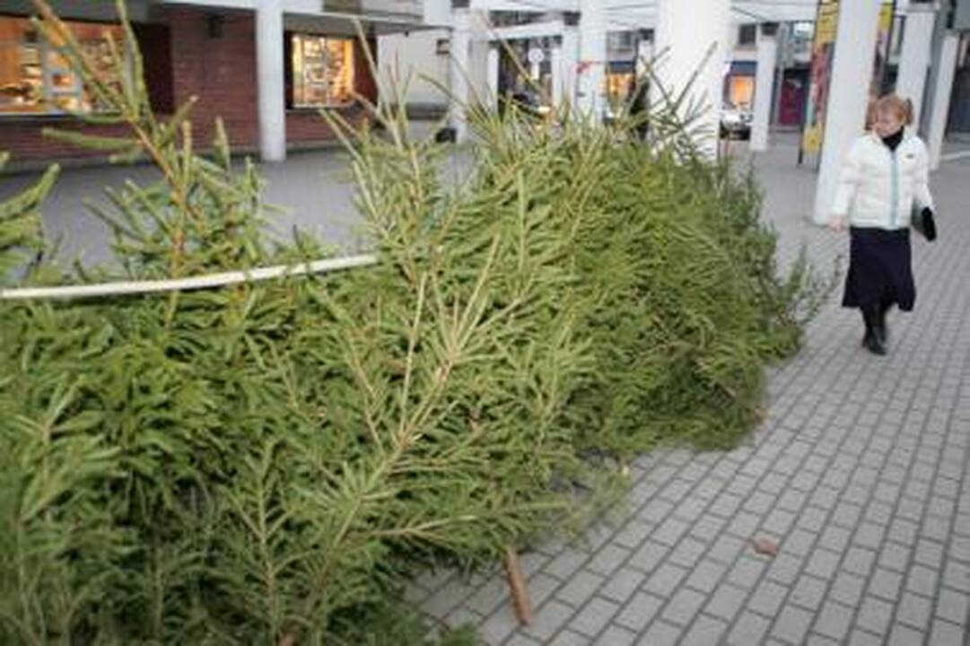Prekiauti eglutėmis nesiveržiama