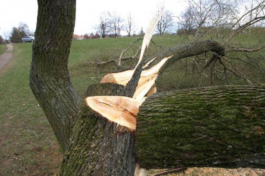 Santakos parke kažkas nupjovė septynis medžius 