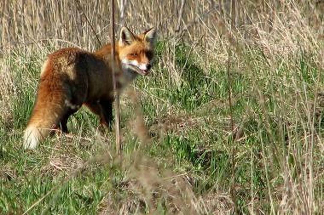 Iš oro bus mėtomi jaukai su vakcina nuo pasiutligės